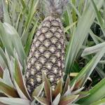 SENOU JUSTE BONAVENTURE DANSOUKPEVI