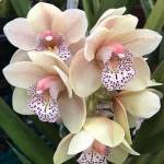 NI PUTU AYU EKA ARTINI