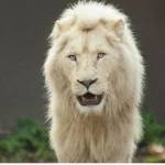 SIMPORE Constant Yanick