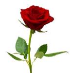 MD MUSTAFIJUR ROHMAN