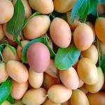 عبدالستارنعمان احمداسماعيل