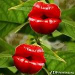 Ali Nasser Ali Saleh