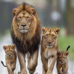 M Sopan Chasani Opan