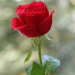 Md Monir Hossain