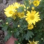 Md Ashikuzzaman Roni