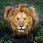 Koffi Jonathan Aziale