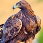 Tegwendé Samuel KABORE