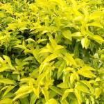 Balle Medjeena BABAKA