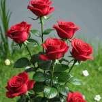 Bizimana Jean de Dieu