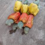 Narcisse2 Nouvehoun Nouvehoun