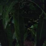 GENEVIEVE SEOGO/OUEDRAOGO