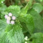 Essodinam TCHALIM-KPEDI ELI