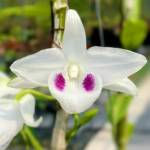 Trọng Cường Trương