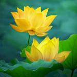 Hồ Thị Quỳnh Hoa