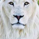 Kiki Setondji jacquenot