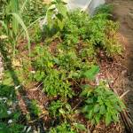 Ntahomvukiye Emmanuel