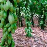 Konan fernandez Amani