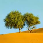 N'GOLO BRAHIMA OUATTARA