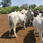 Mohammadu awalu Idirisa