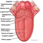 Mustapha Muhammad bala