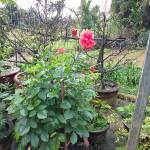 TRẦN THỊ XUYẾN