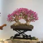 Hoàng Chinh