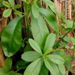 Florent Missihoudé Missihoudé