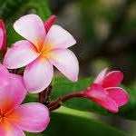 Nagwa