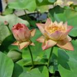 Diễm Dương Thị