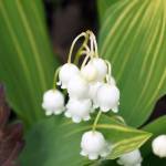 Kicky Lusianti Krisdian