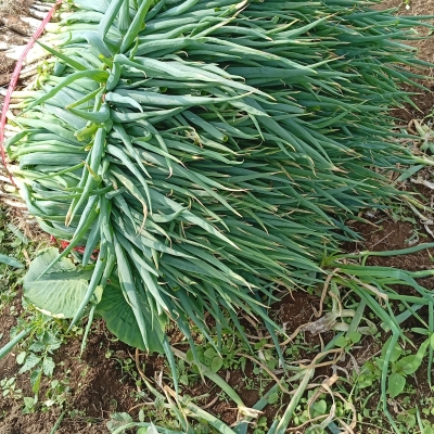 Sumyati Sumyati