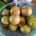 Văn tèo Nguyễn