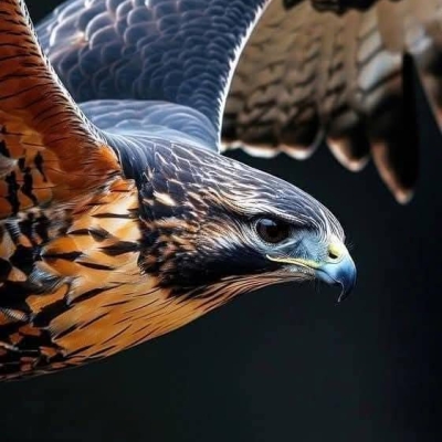 ayman elbaaly Elbaaly