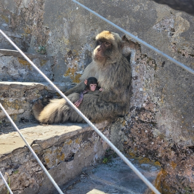 Grigore Marius Nicolae