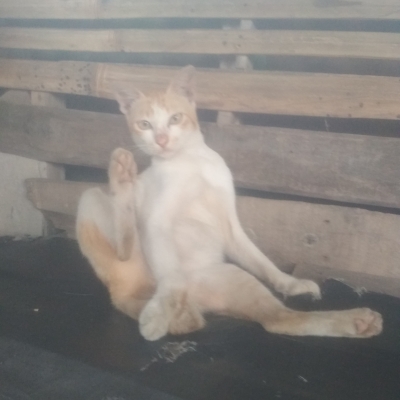 Rizqi Alfiansyah