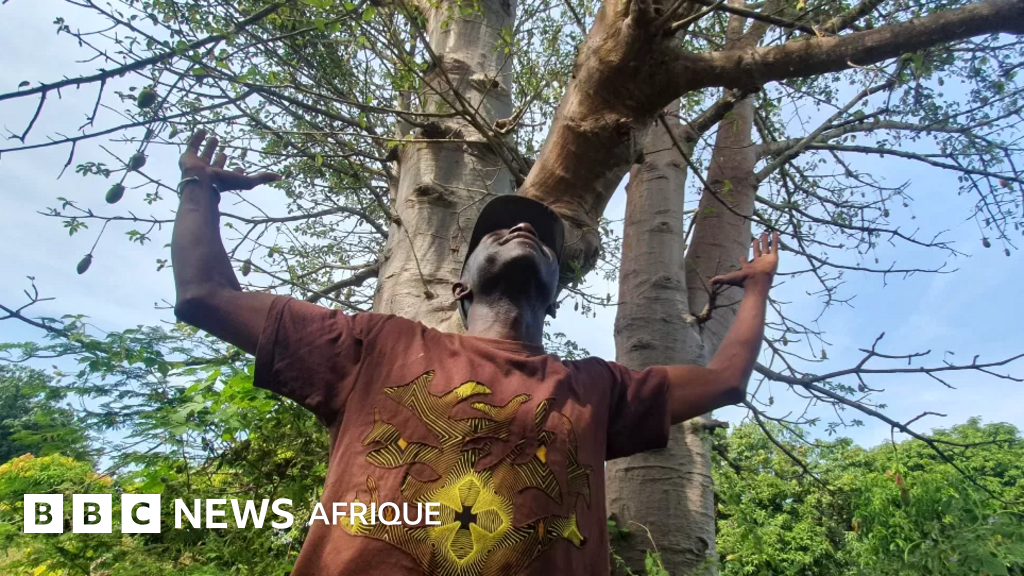 Reboisement au Sénégal : Adama Diémé veut planter cinq millions d'arbres en Casamance - BBC News Afrique