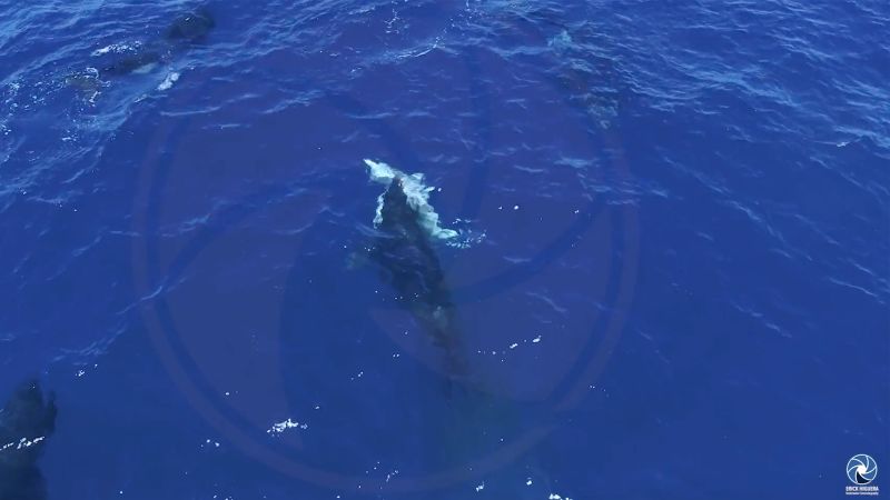 Orcas seen hunting great white sharks to eat their livers in drone footage recorded in Mexico | CNN