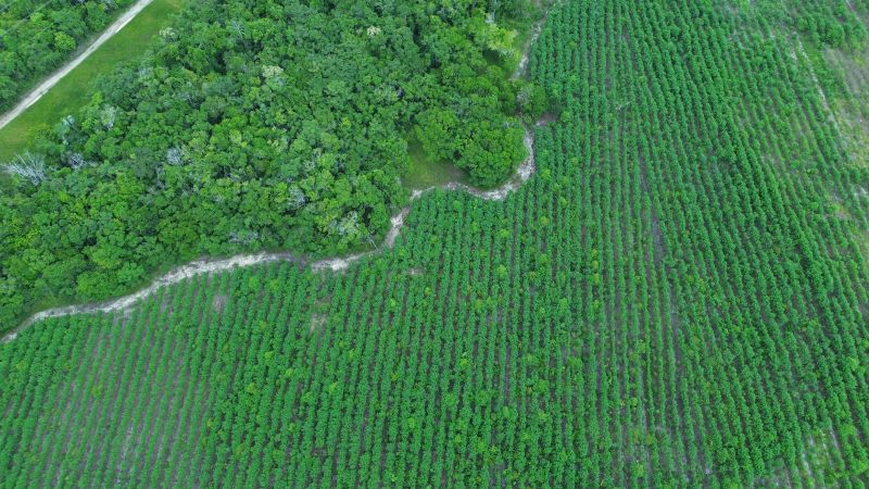 How drones and AI are protecting the Brazilian rainforest | CNN