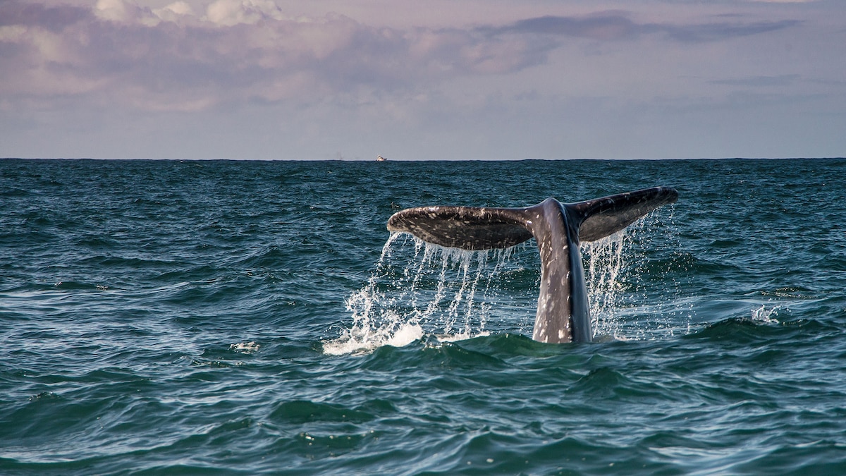 Whale watching on New Year’s? These are the most unique celebrations across the Americas | National Geographic