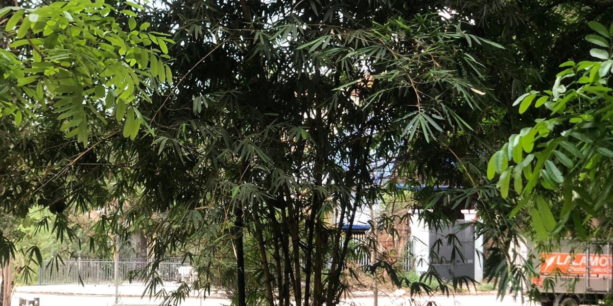 Phương Tây đang chậm lại, còn Việt Nam thì sao