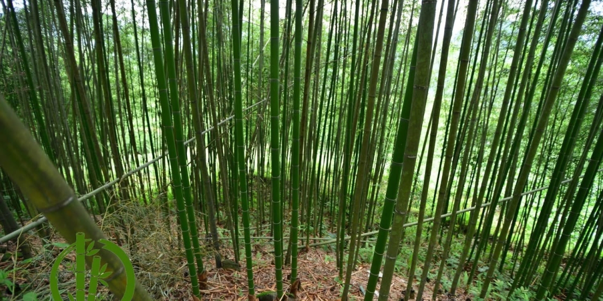 Ngô Đình Diệm-Hồ Quý Ly của thế kỷ XX